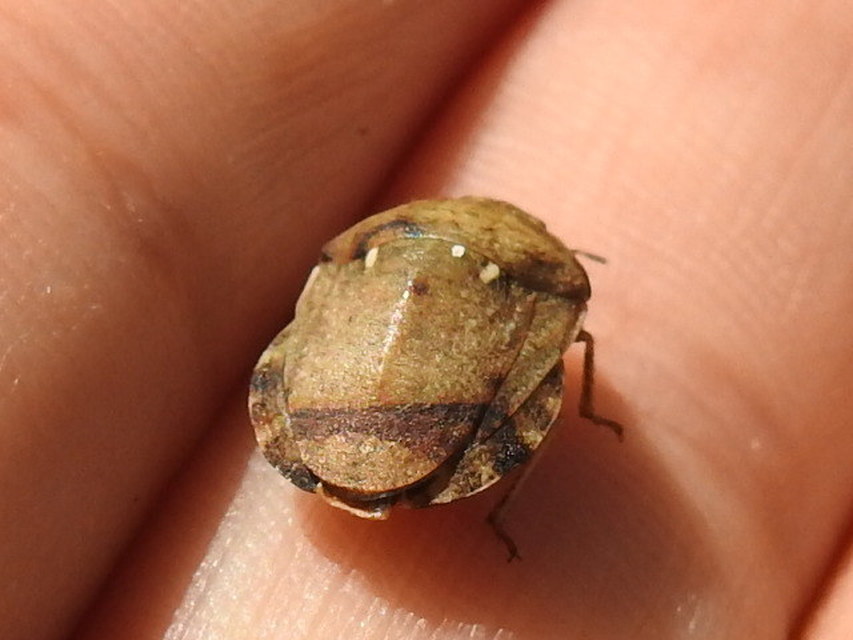 Eurygaster maura - mórpoloska Eurygaster maura - mórpoloska