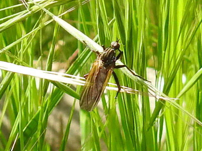 Empis
