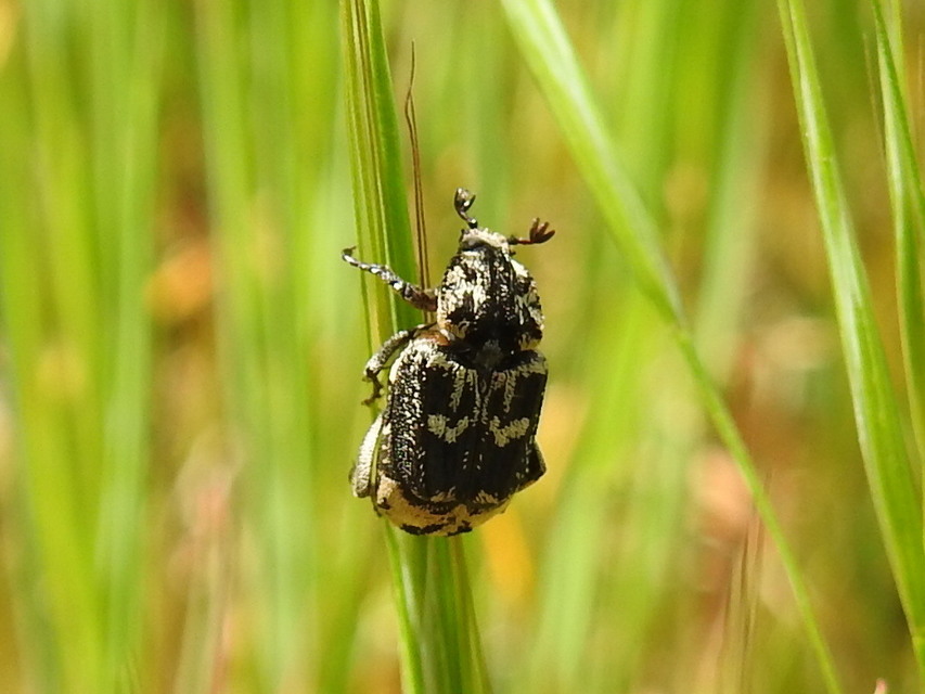 Valgus hemipterus - suta virágbogár