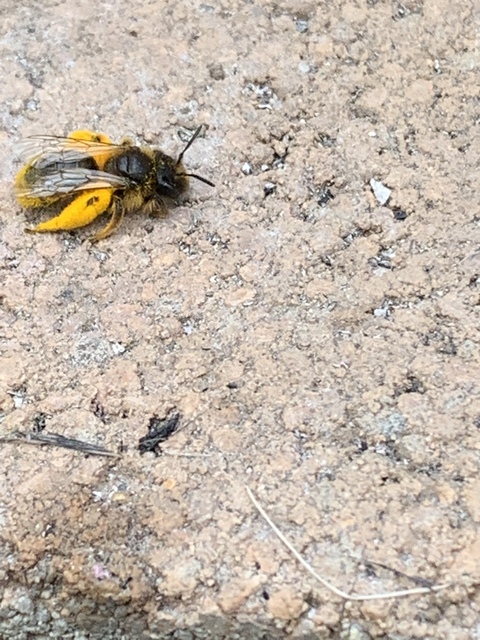 Hymenoptera - Hártyásszárnyúak