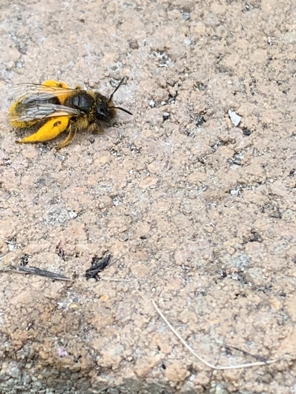 Hymenoptera - Hártyásszárnyúak