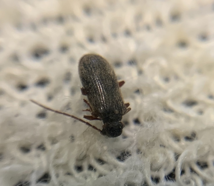 Ptinus rufipes - vöröslábú tolvajbogár