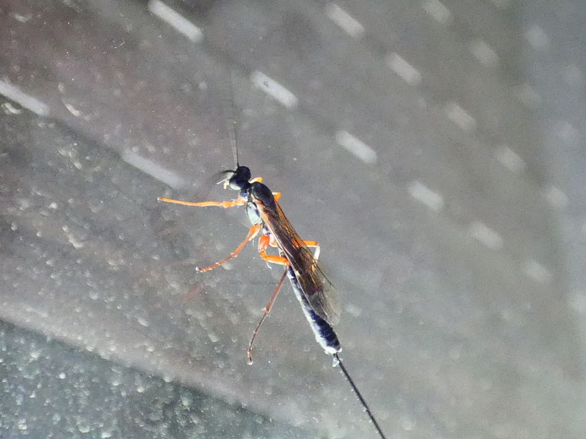 Dolichomitus