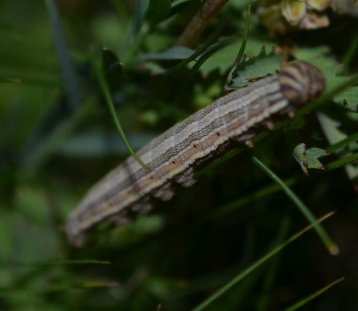 Brintesia circe - fehéröves szemeslepke