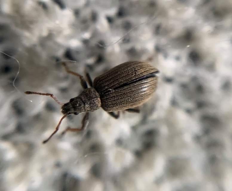 Phyllobius pallidus - tölgy-levélormányos