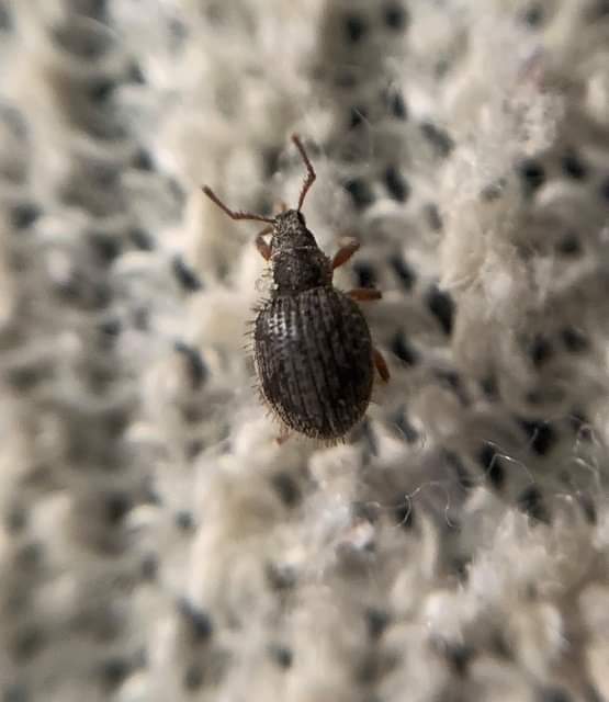 Brachysomus echinatus - tüskés gyepormányos Brachysomus echinatus - tüskés gyepormányos