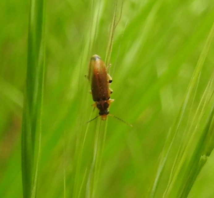 Osphya bipunctata - kétalakú komorka