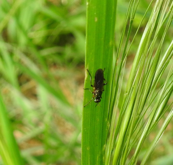 Stratiomyidae - katonalégyfélék