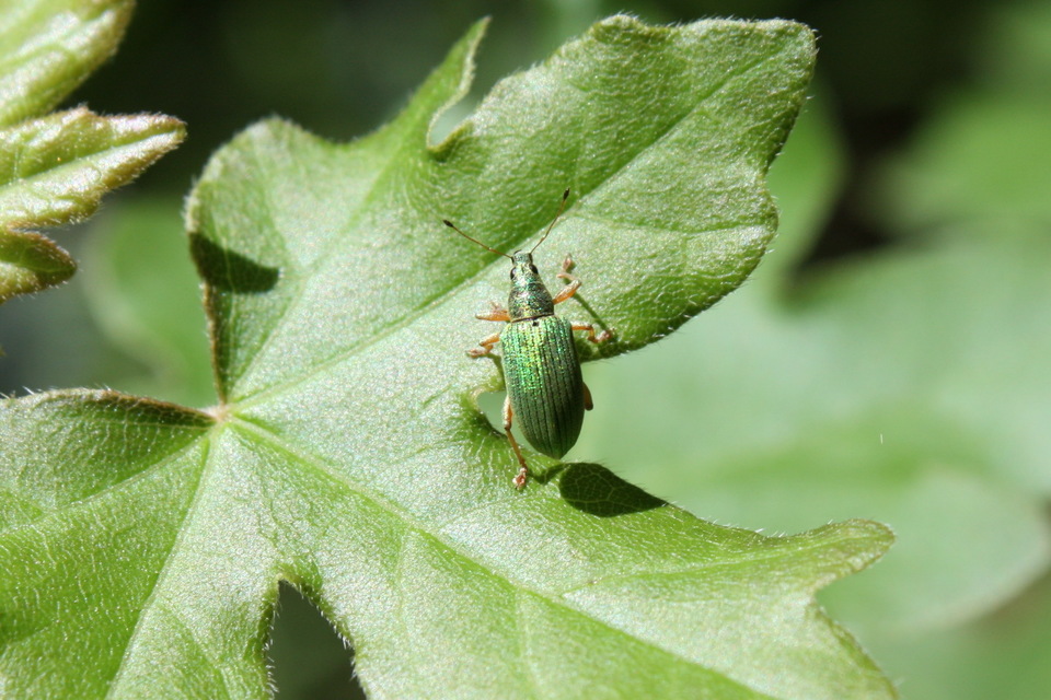 Polydrusus formosus - selymes lombormányos