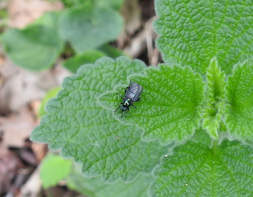 Stratiomyidae - katonalégyfélék