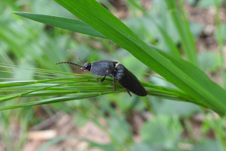 Neopristilophus insitivus - lapos pattanó