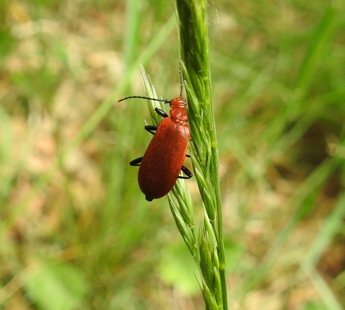 Pyrochroa serraticornis - közép-bíborbogár
