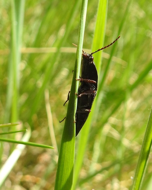 Neopristilophus insitivus - lapos pattanó