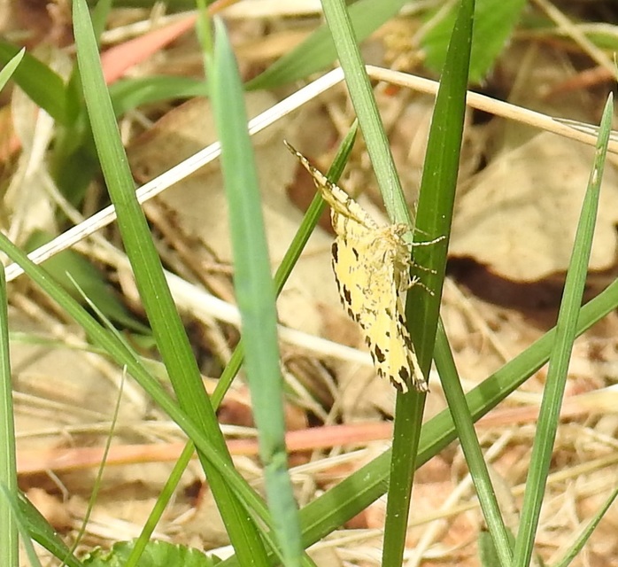 Pseudopanthera macularia - párducfoltos araszoló