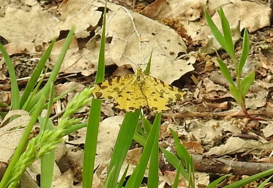Pseudopanthera macularia - párducfoltos araszoló