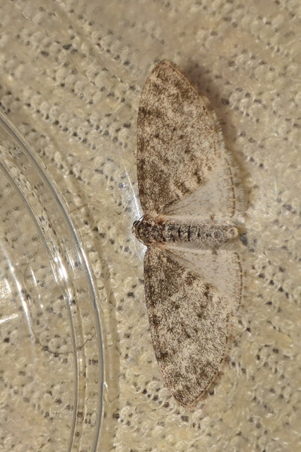 Lobophora halterata - szárnyfüggelékes araszoló