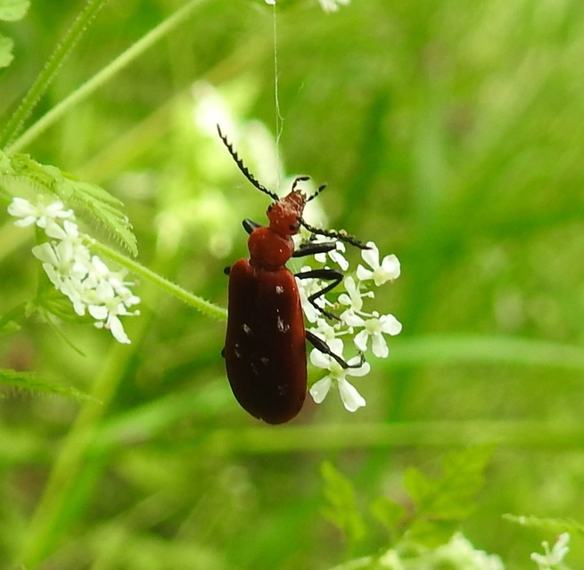 Pyrochroa serraticornis - közép-bíborbogár