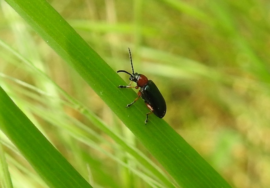 Oulema melanopus/duftschmidi