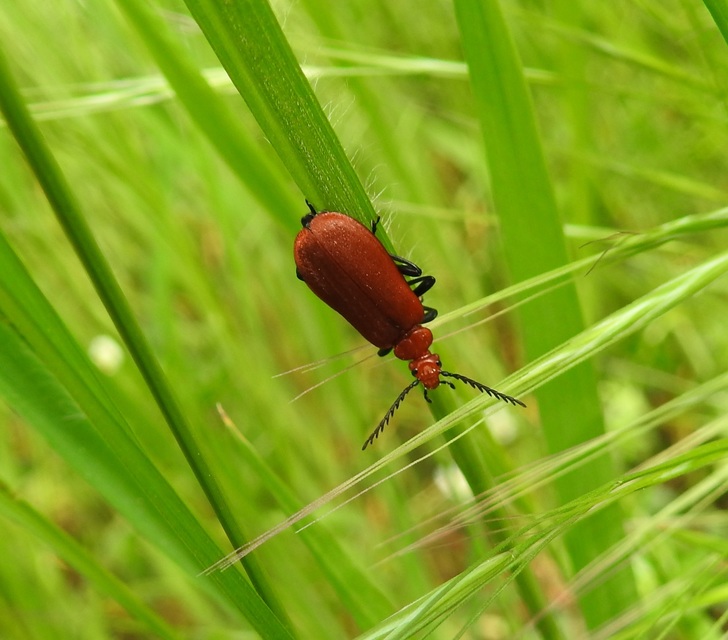 Pyrochroa serraticornis - közép-bíborbogár