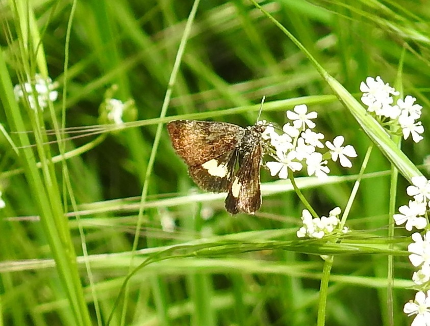 Panemeria tenebrata - apró sárgabagoly