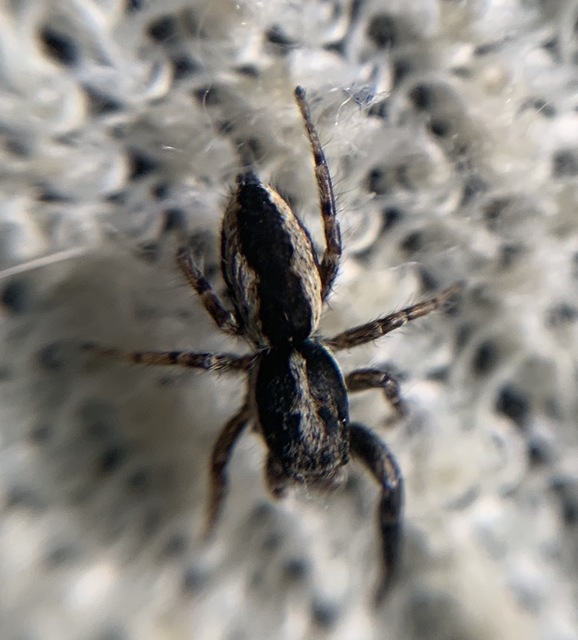 Pseudicius encarpatus - kéregugrópók