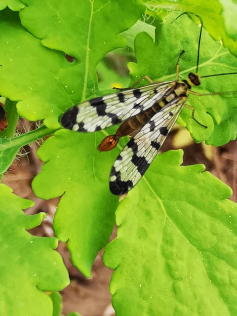 Panorpa vulgaris