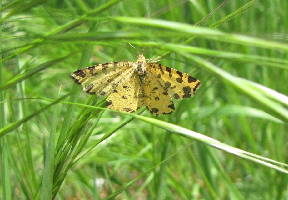 Pseudopanthera macularia - párducfoltos araszoló