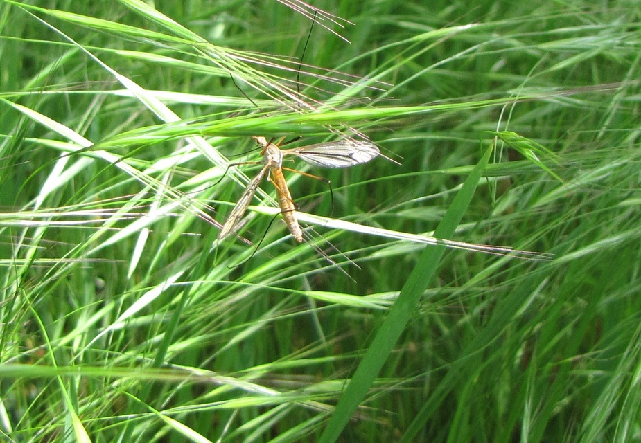 Tipula