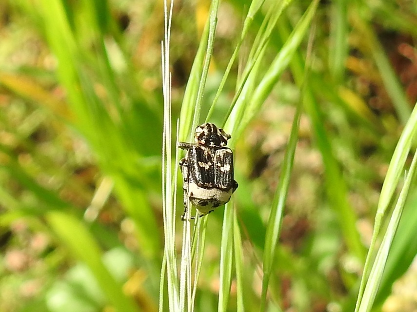 Valgus hemipterus - suta virágbogár