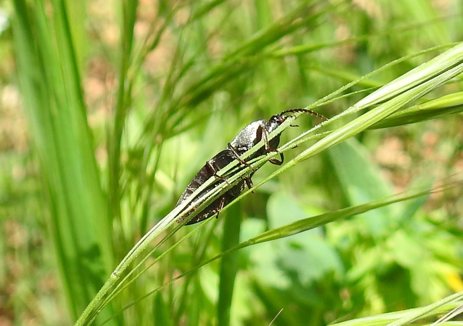 Neopristilophus insitivus - lapos pattanó