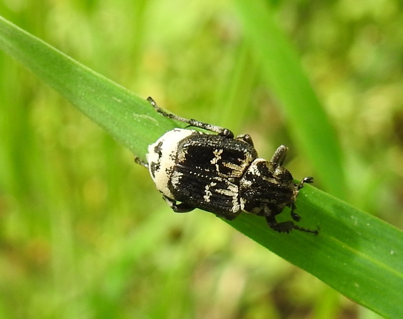 Valgus hemipterus - suta virágbogár