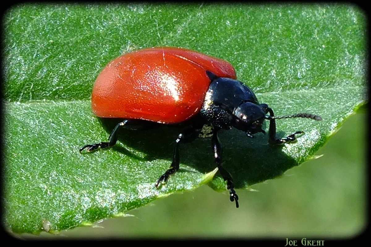 Chrysomela populi/saliceti