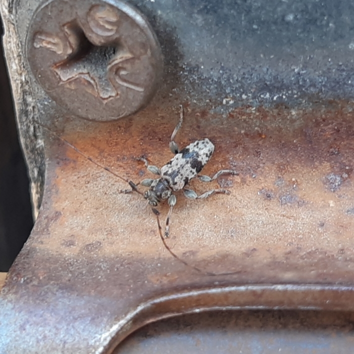 Leiopus femoratus
