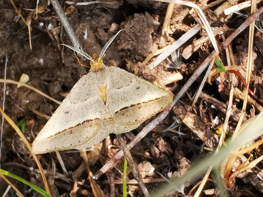 Tephrina arenacearia - lucerna-araszoló