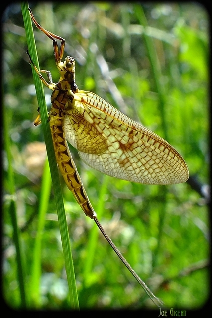 Ephemera vulgata - közönséges tarkakérész