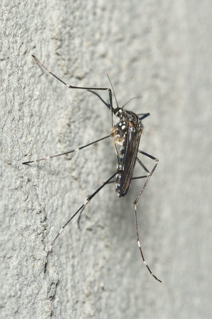 Aedes