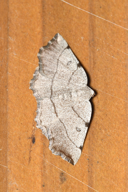 Eilicrinia trinotata - háromjegyű araszoló