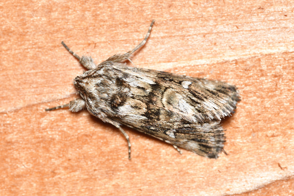 Calophasia lunula - gyújtoványfű-apróbagoly