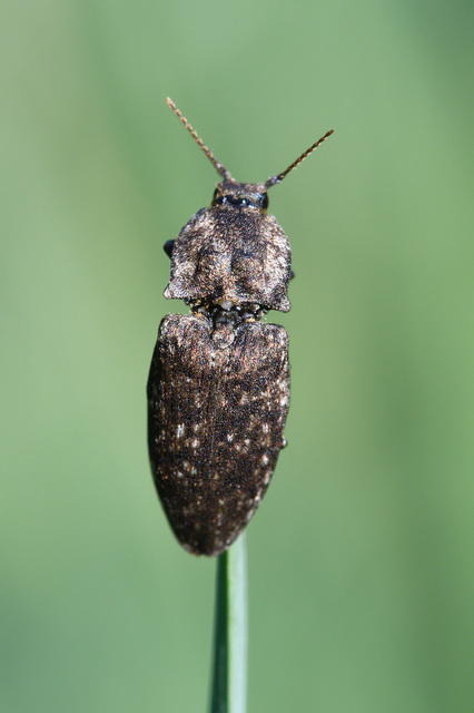 Agrypnus murinus - egérszínű pikkelyespattanó