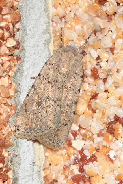 Paradrina clavipalpis - közönséges selymesbagoly