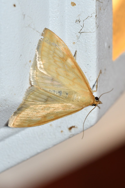 Sitochroa verticalis - világossárga dudvamoly