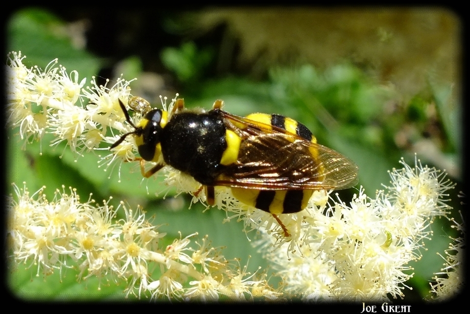 Stratiomys
