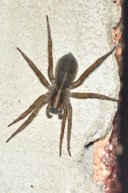 Trochosa