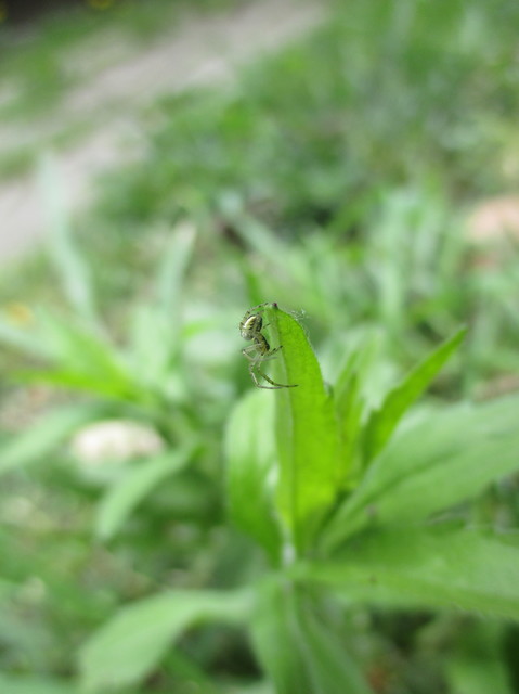 Mangora acalypha - réti keresztespók