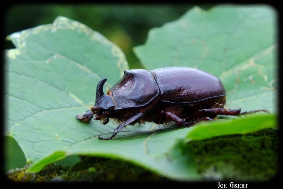Oryctes nasicornis - orrszarvú bogár