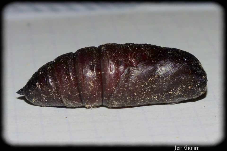 Smerinthus ocellatus - esti pávaszem