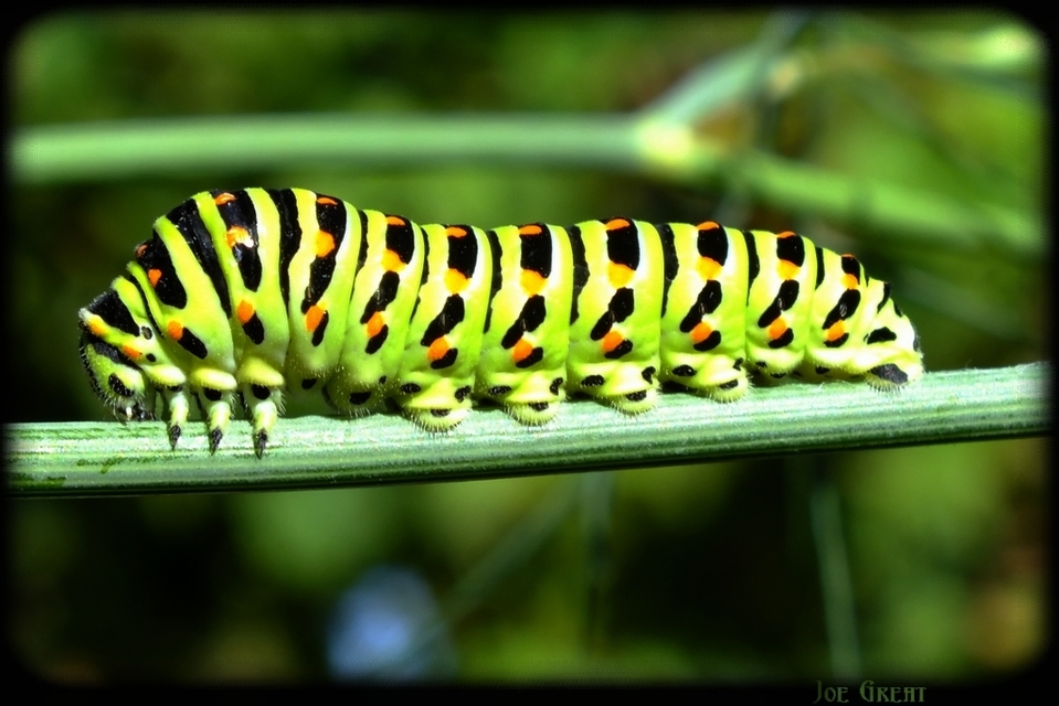 Papilio machaon - fecskefarkú lepke