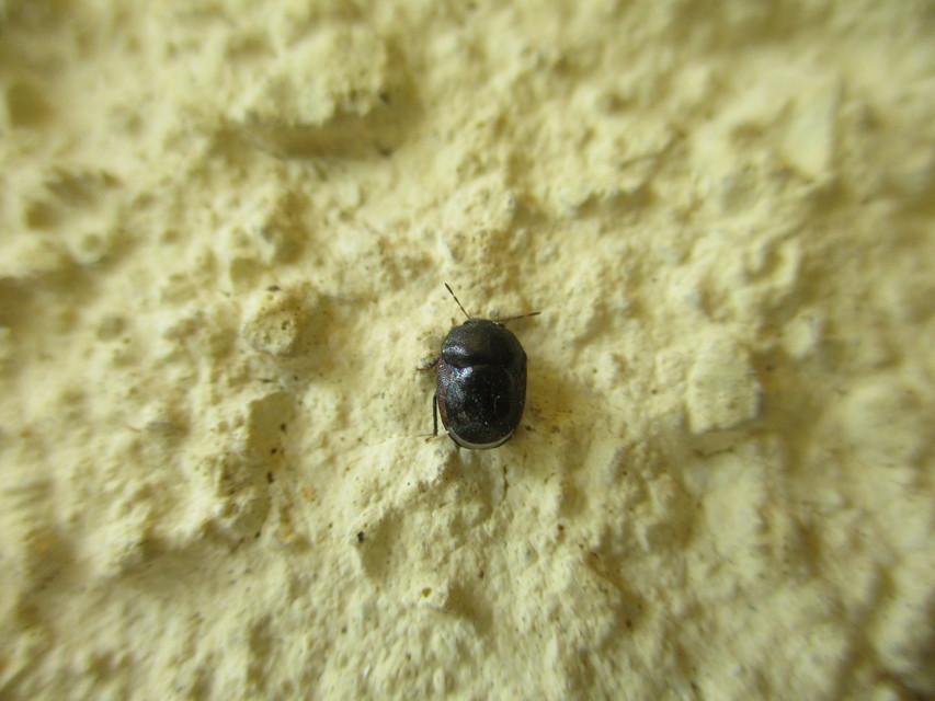 Thyreocoridae - fémes-földipoloskák