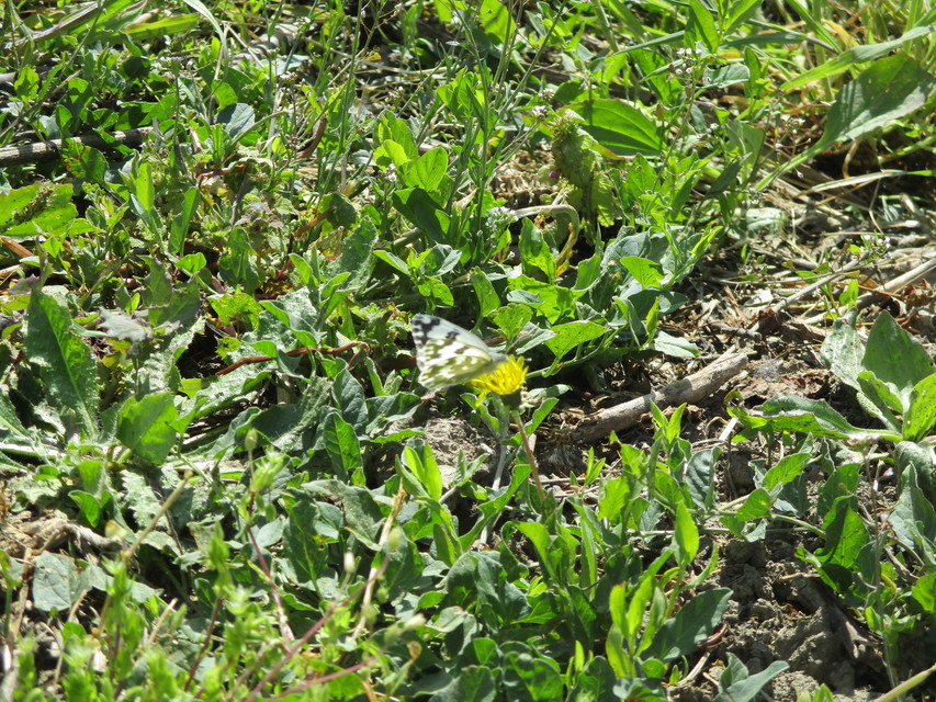 Pontia edusa - rezedalepke