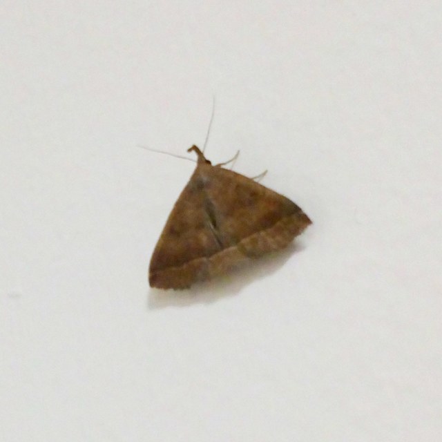 Pechipogo plumigeralis - tollascsápú karcsúbagoly